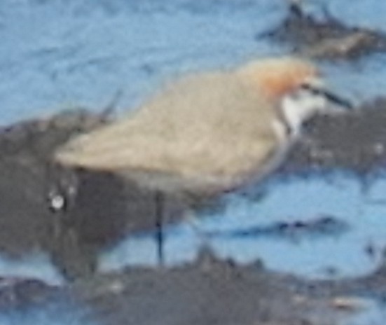 Red-capped Plover - ML640305480
