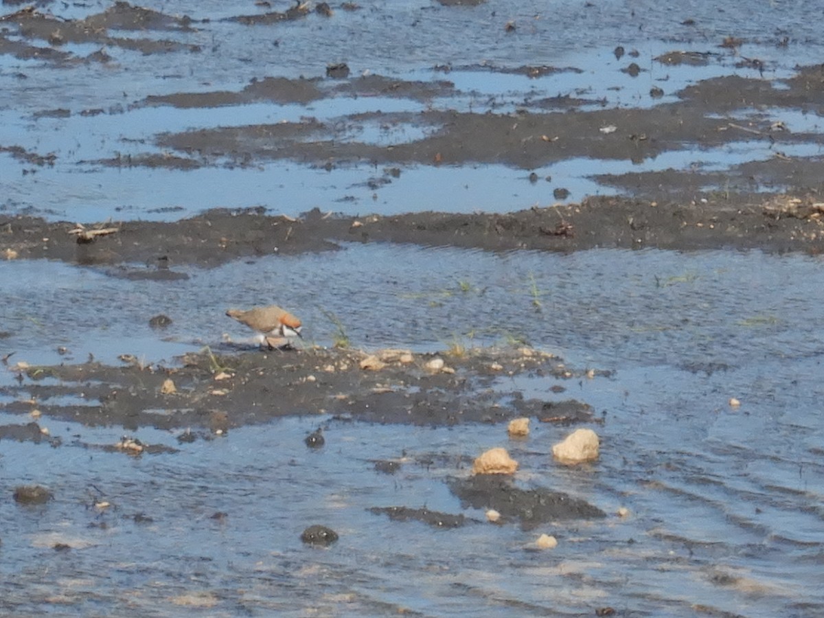 Red-capped Plover - ML640305481