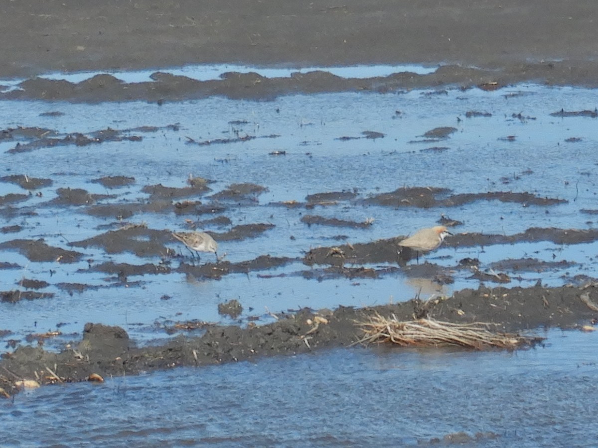 Red-capped Plover - ML640305482