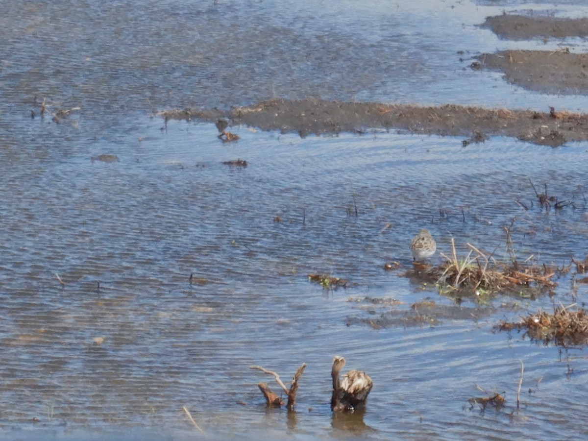 Red-capped Plover - ML640305483