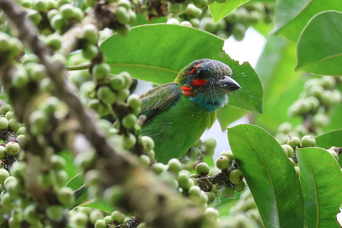 Black-eared Barbet - ML640305490