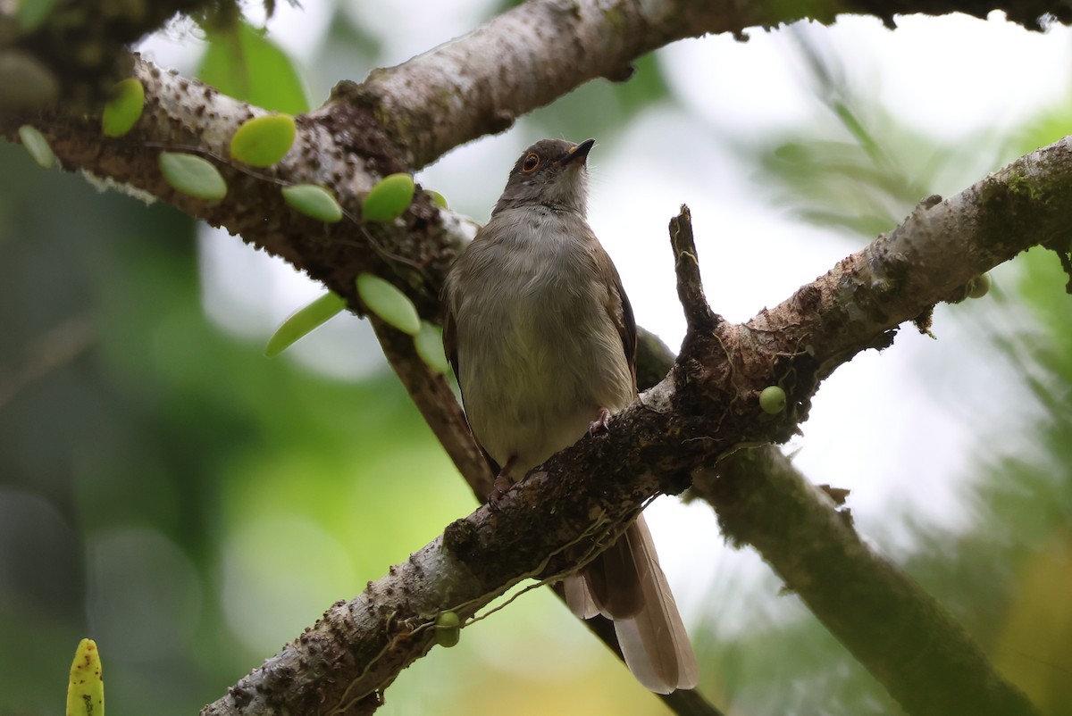 Spectacled Bulbul - ML640305509