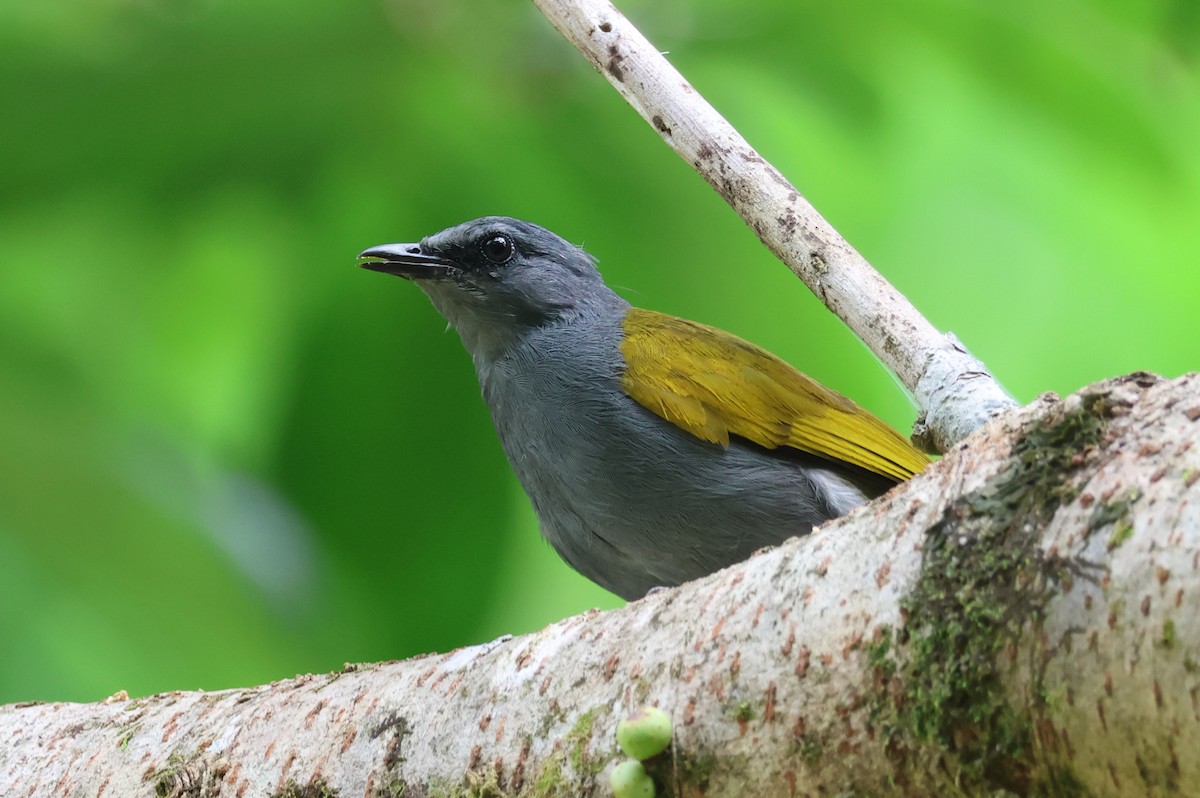 Gray-bellied Bulbul - ML640305510