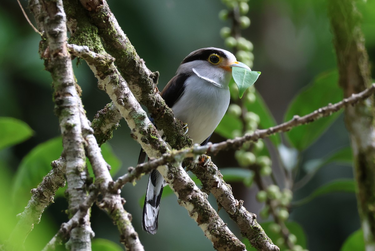 Silver-breasted Broadbill - ML640305516
