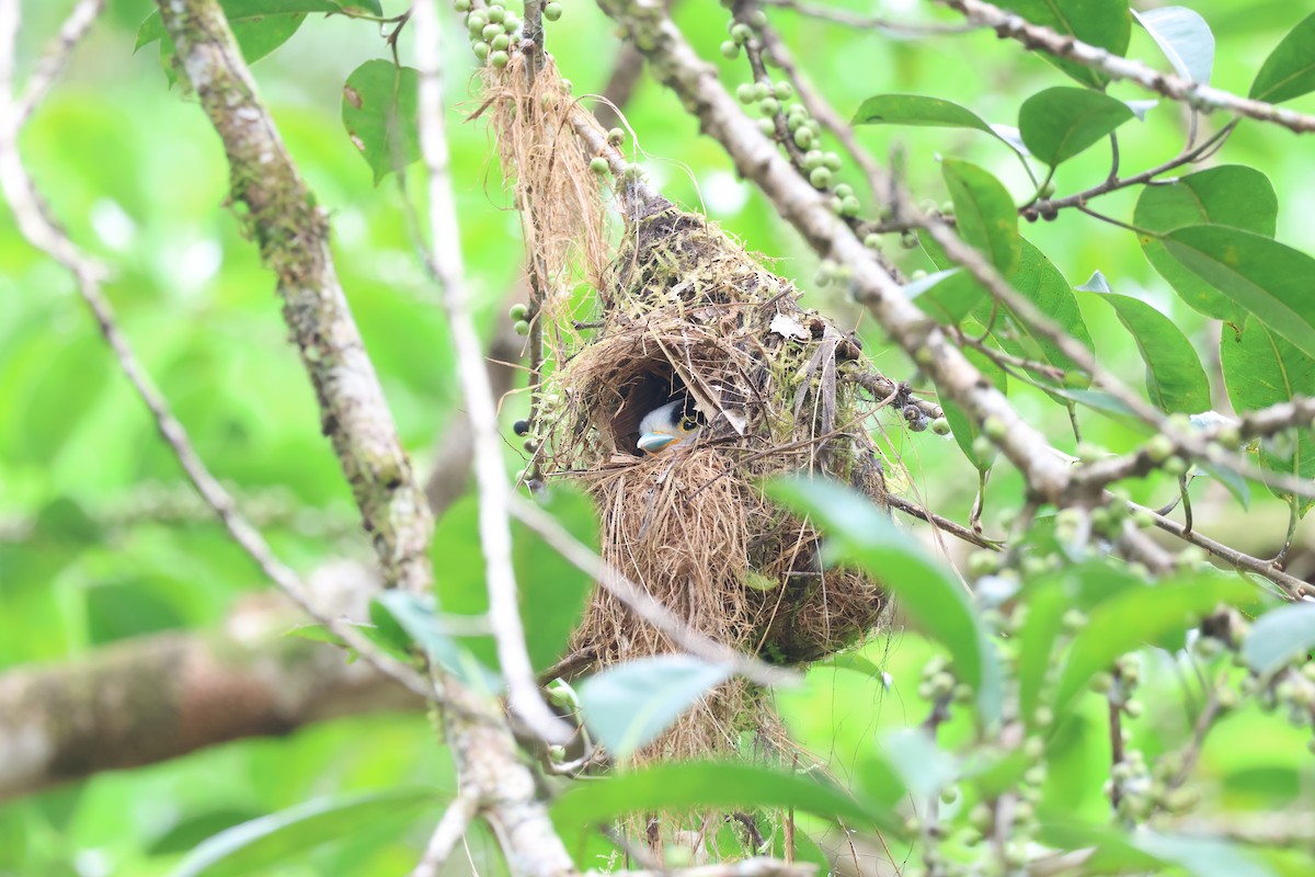 Silver-breasted Broadbill - ML640305517