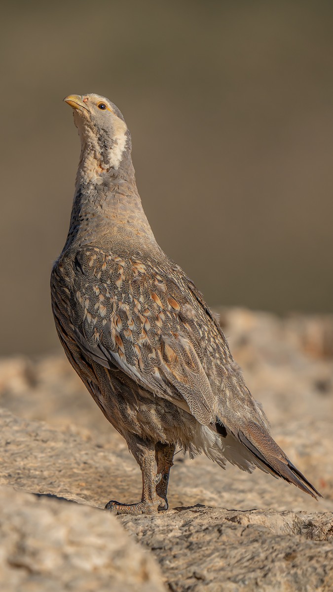 velekur kaspický - ML640305563