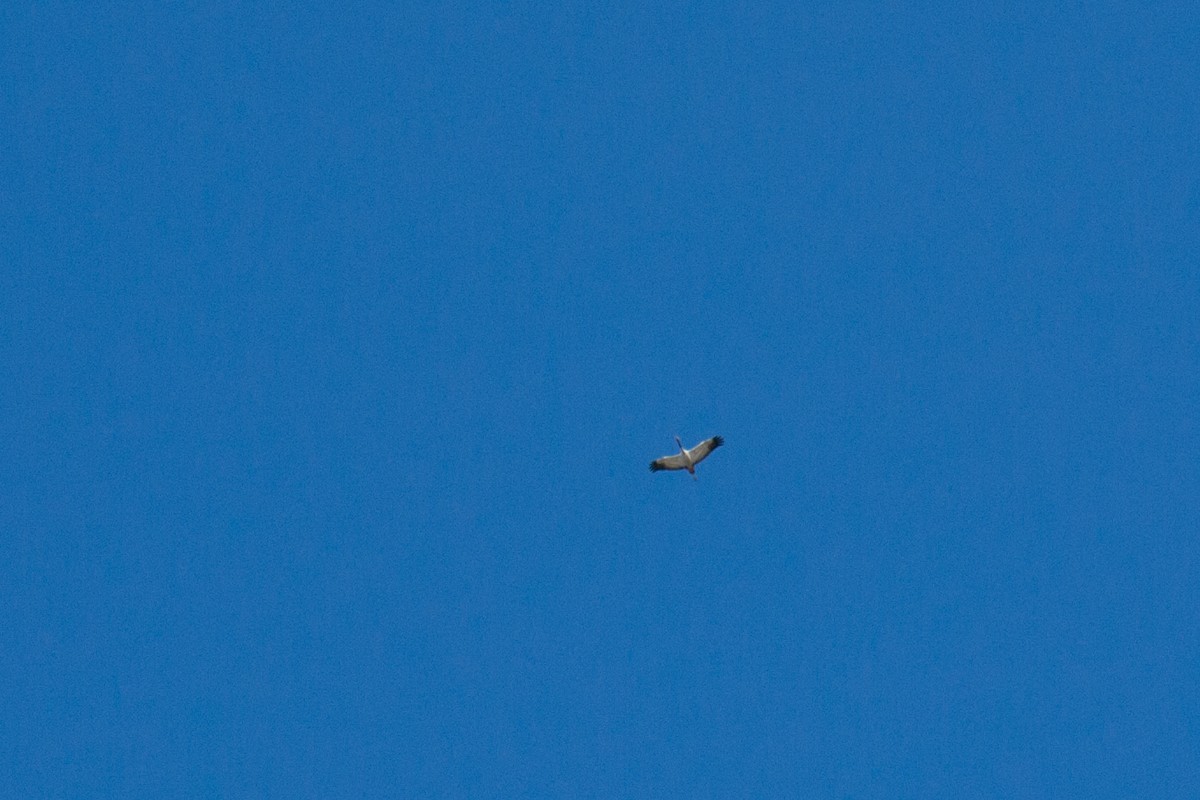 Common Crane - ML640305654