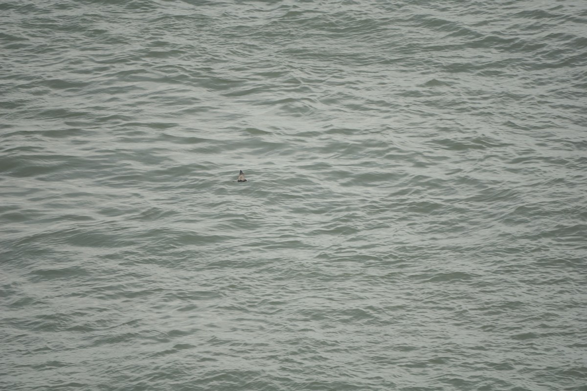 Black-tailed Gull - ML640305782