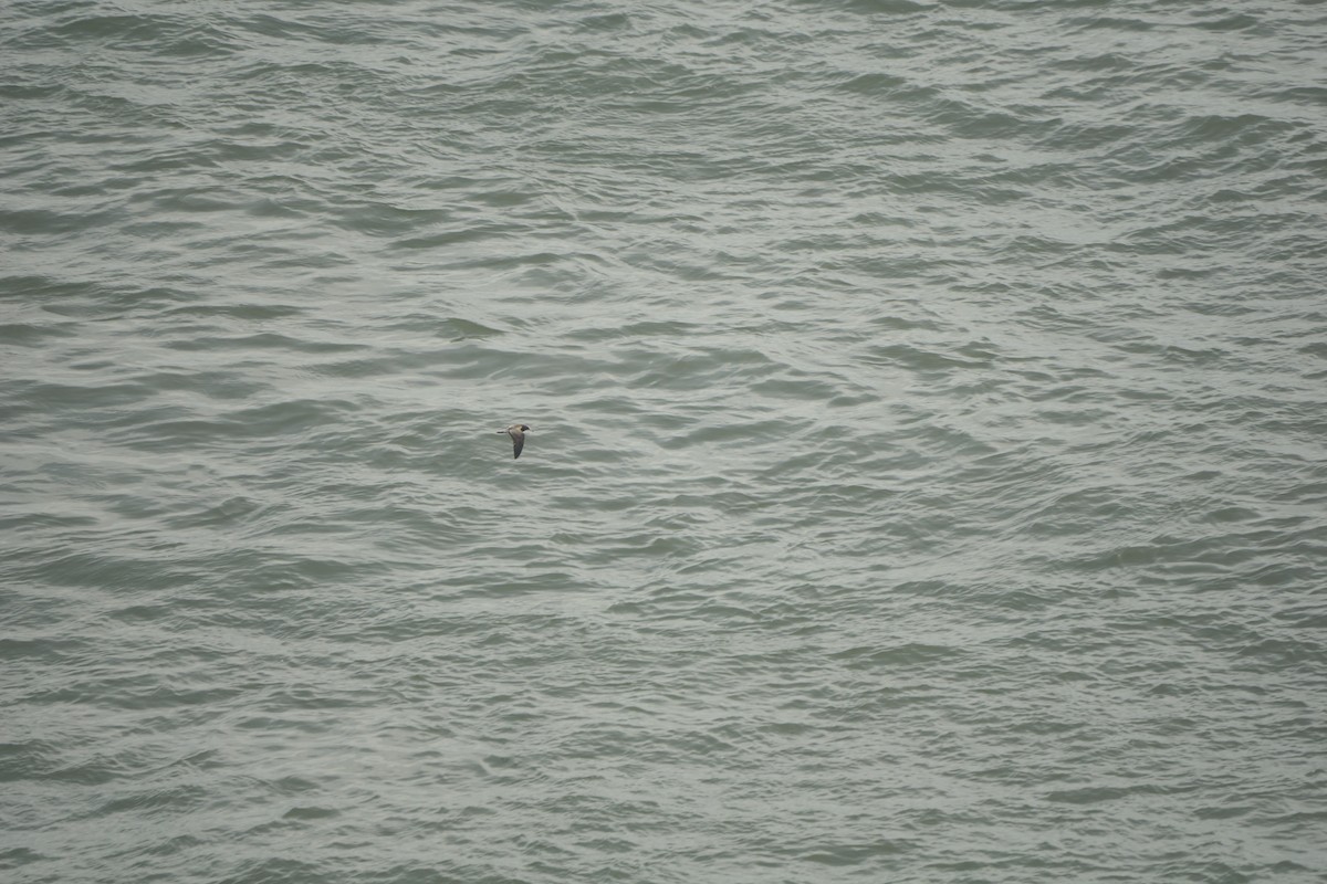 Black-tailed Gull - ML640305783