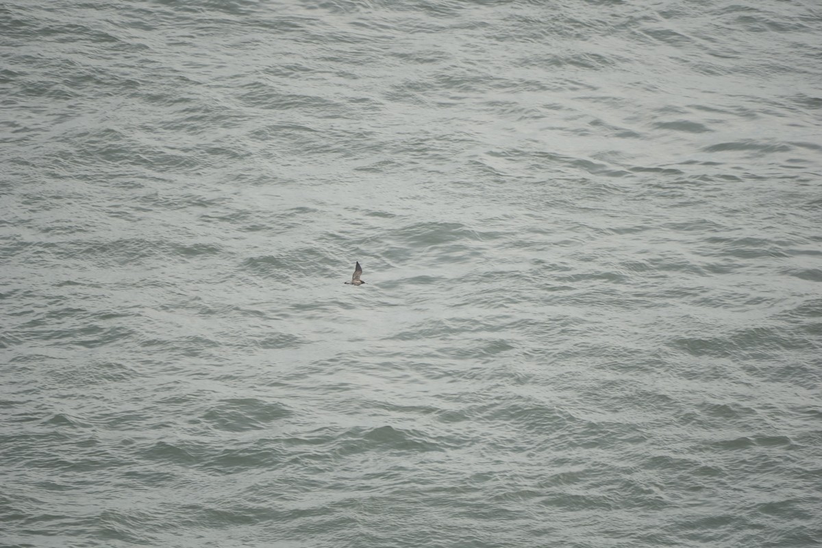 Black-tailed Gull - ML640305784