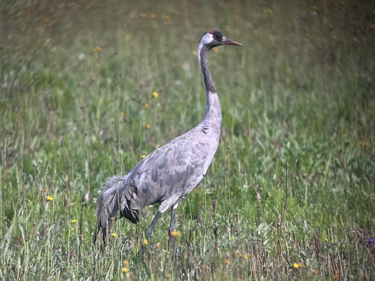 Common Crane - ML640306007
