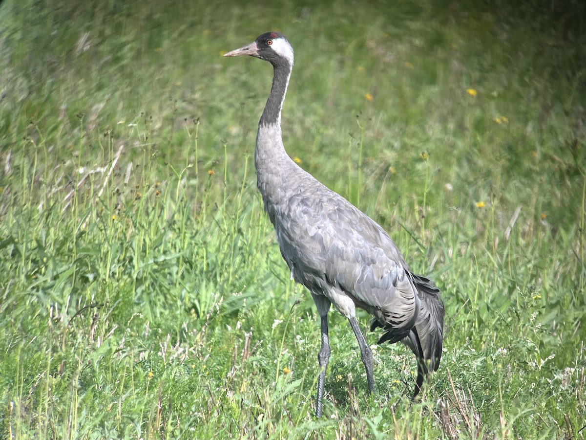 Common Crane - ML640306008