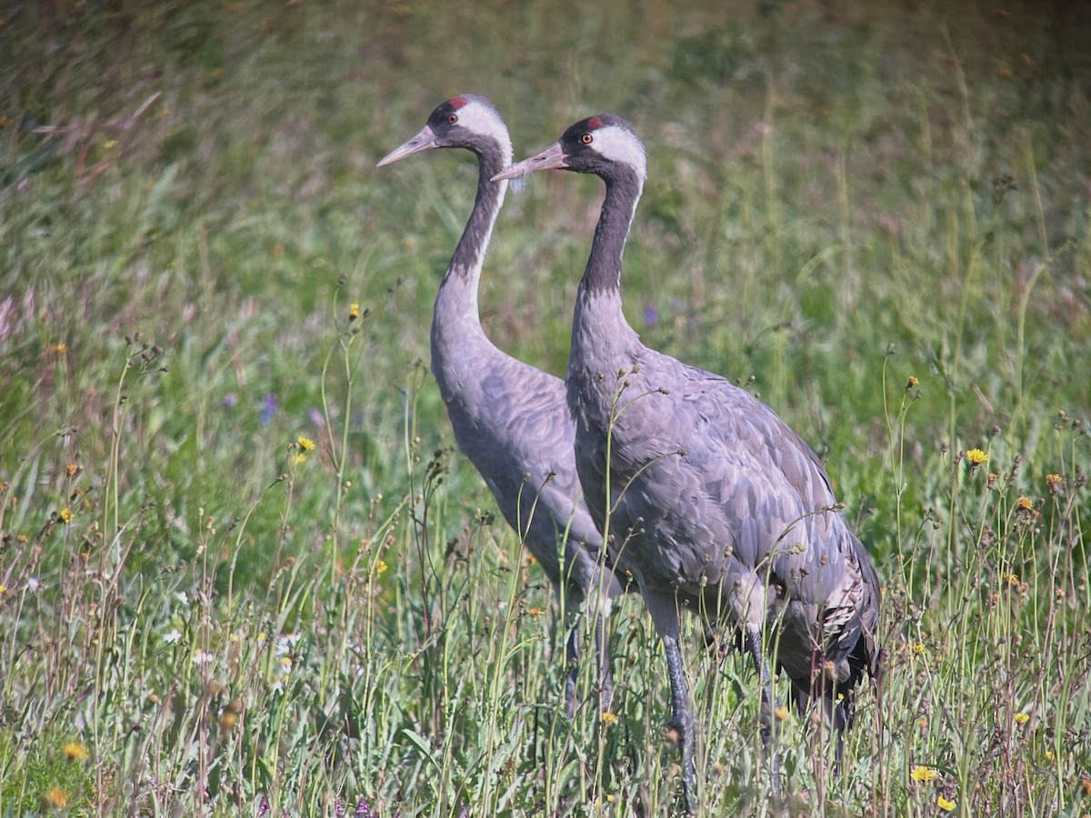 Common Crane - ML640306009