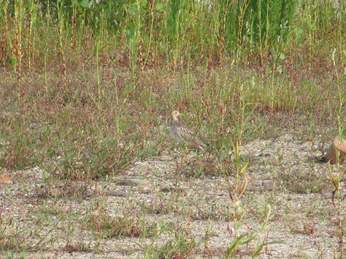 Upland Sandpiper - ML640306079