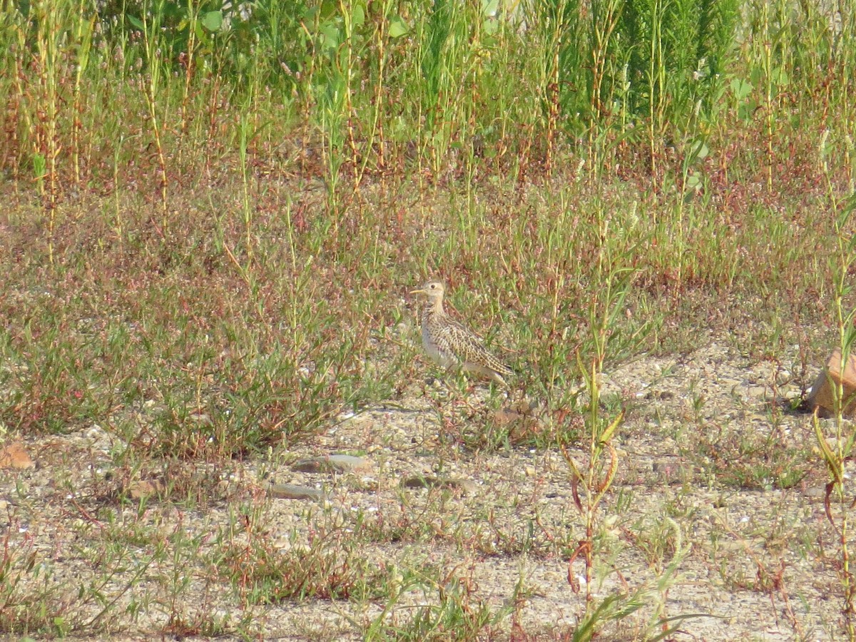 Upland Sandpiper - ML640306080