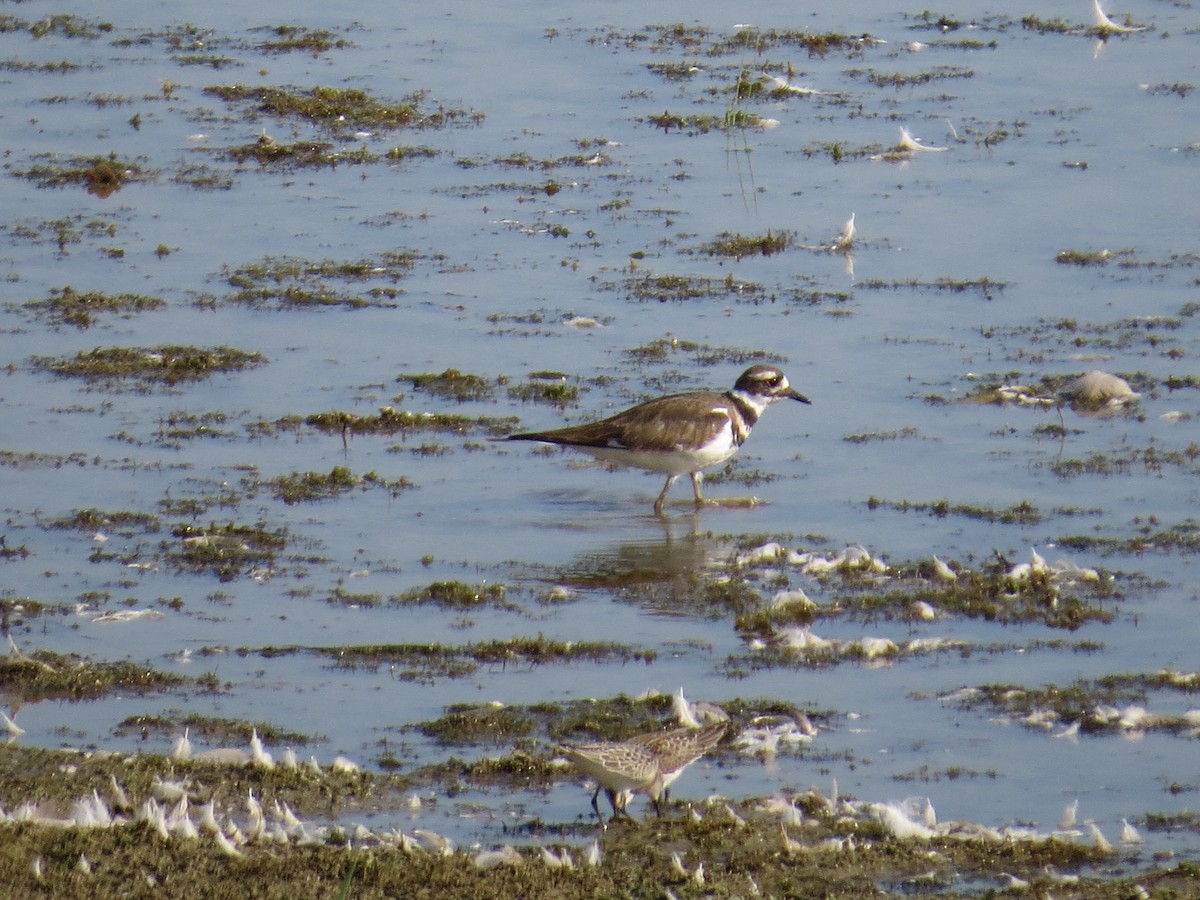 Killdeer - ML640306082