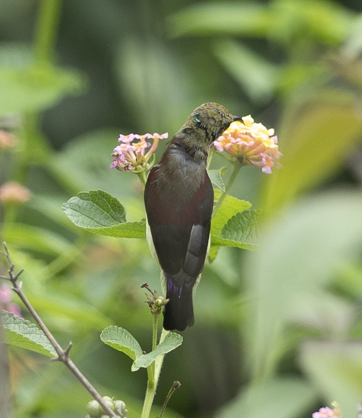 Crimson-backed Sunbird - ML640306086