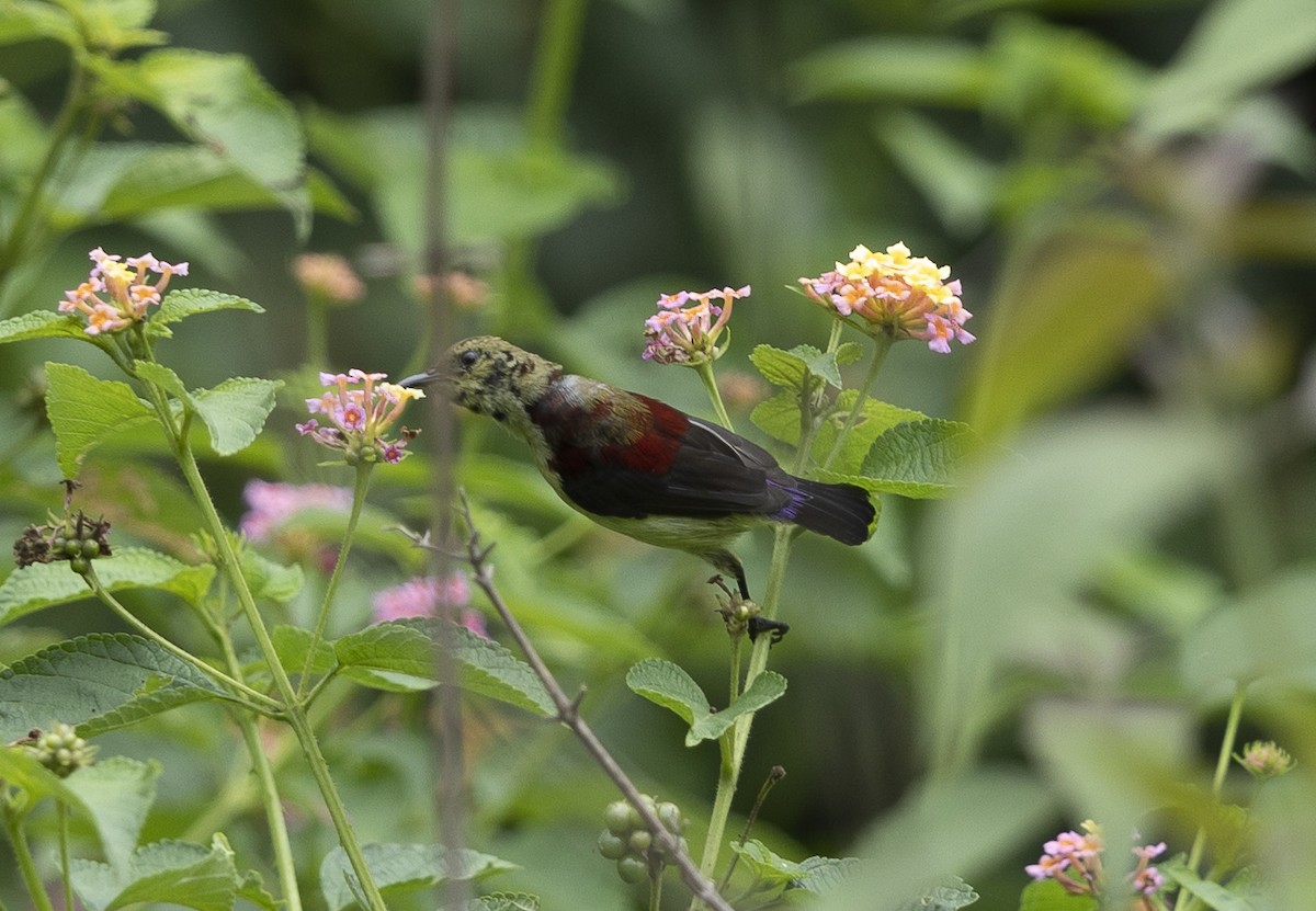 Crimson-backed Sunbird - ML640306087