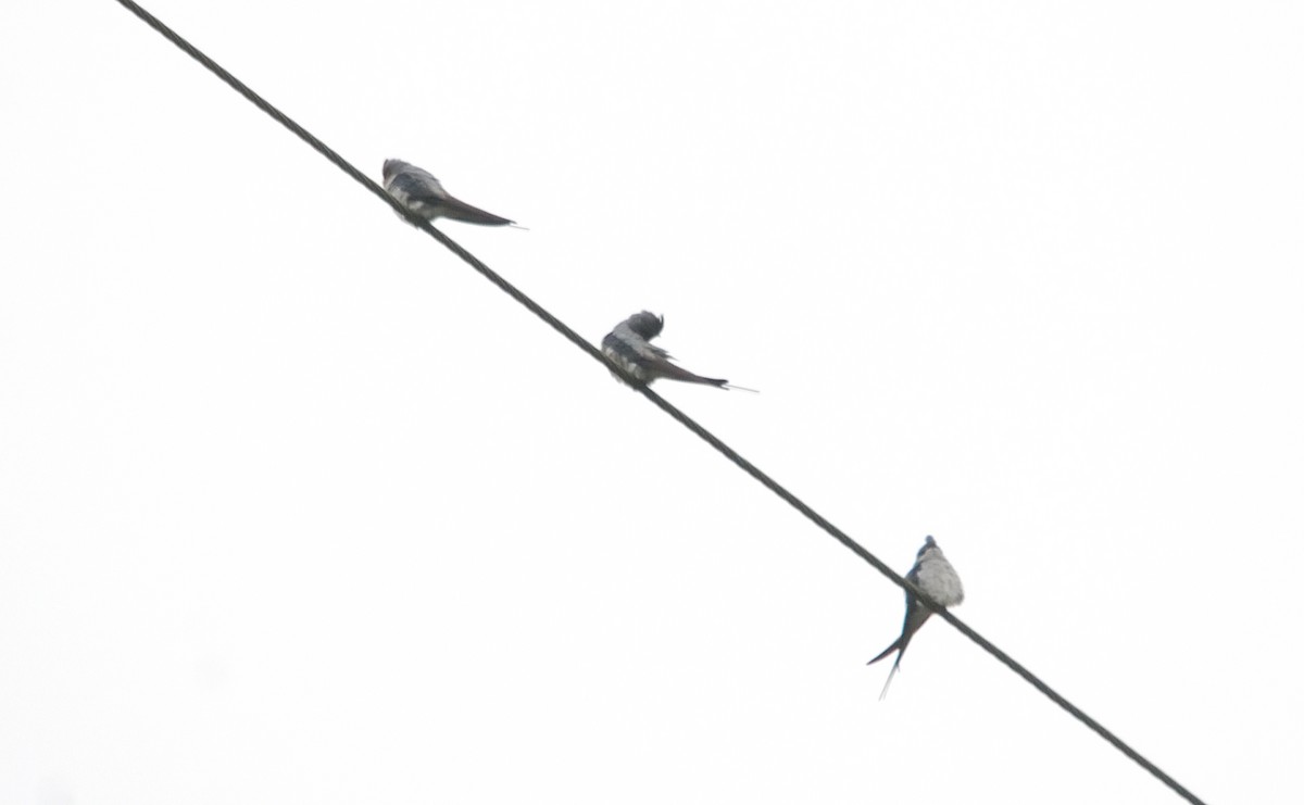 Crested Treeswift - ML640306127