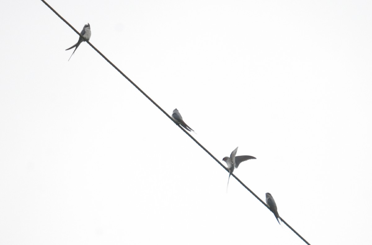 Crested Treeswift - ML640306128