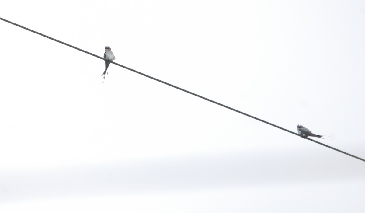 Crested Treeswift - ML640306129