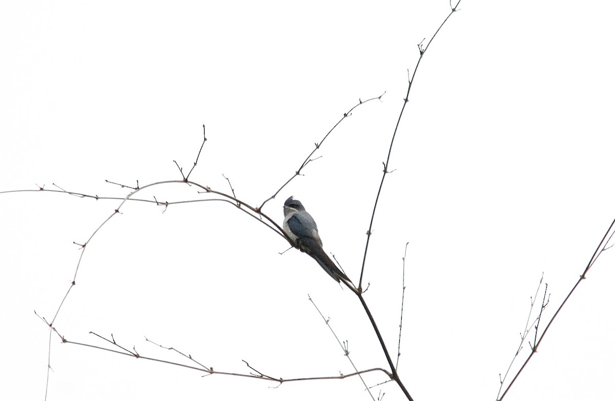 Crested Treeswift - ML640306130