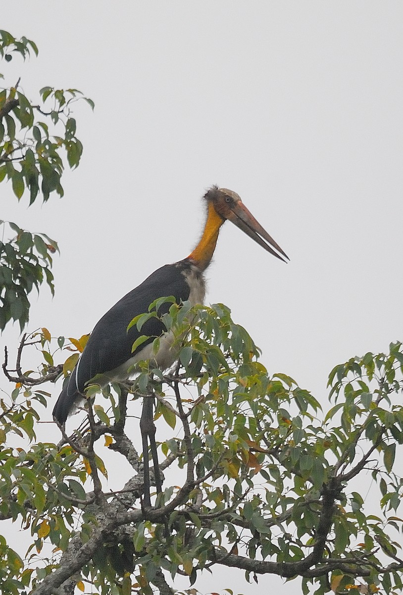 Lesser Adjutant - ML640306131