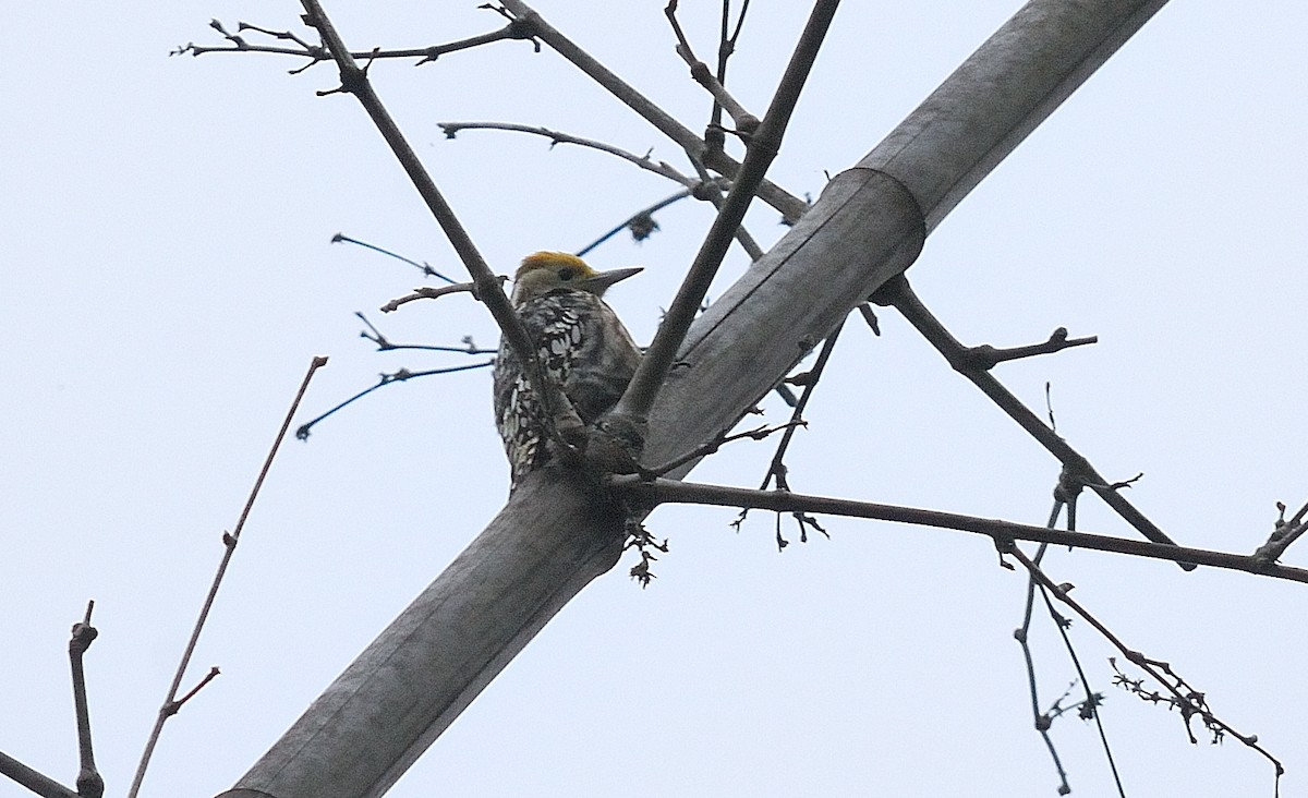 Yellow-crowned Woodpecker - ML640306133