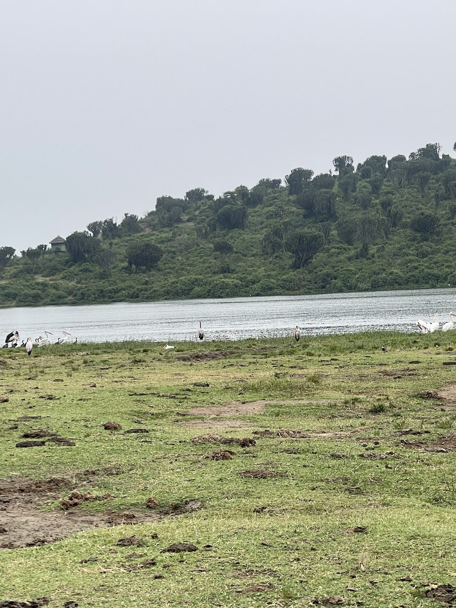 Yellow-billed Stork - ML640306138