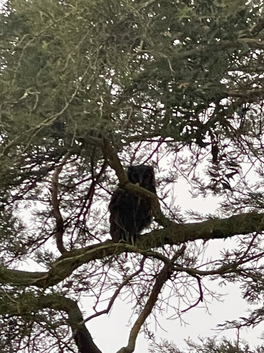 Verreaux's Eagle-Owl - ML640306142