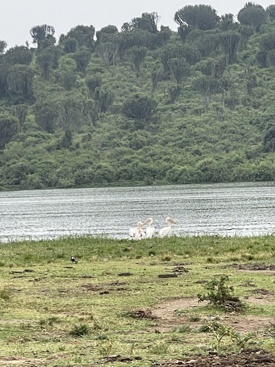 Great White Pelican - ML640306154