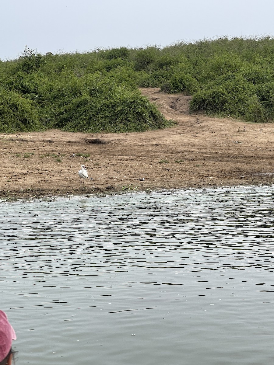 African Spoonbill - ML640306193