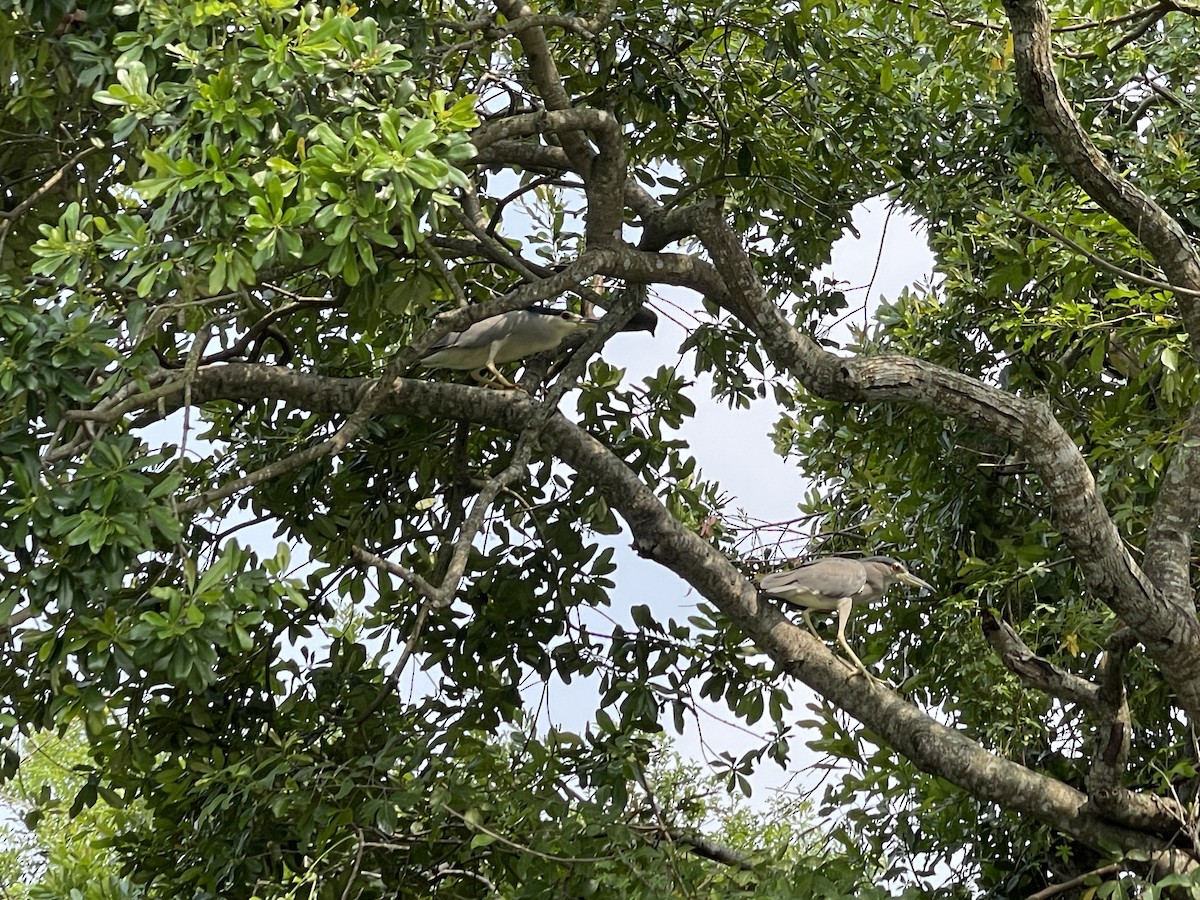 Black-crowned Night Heron - ML640306197