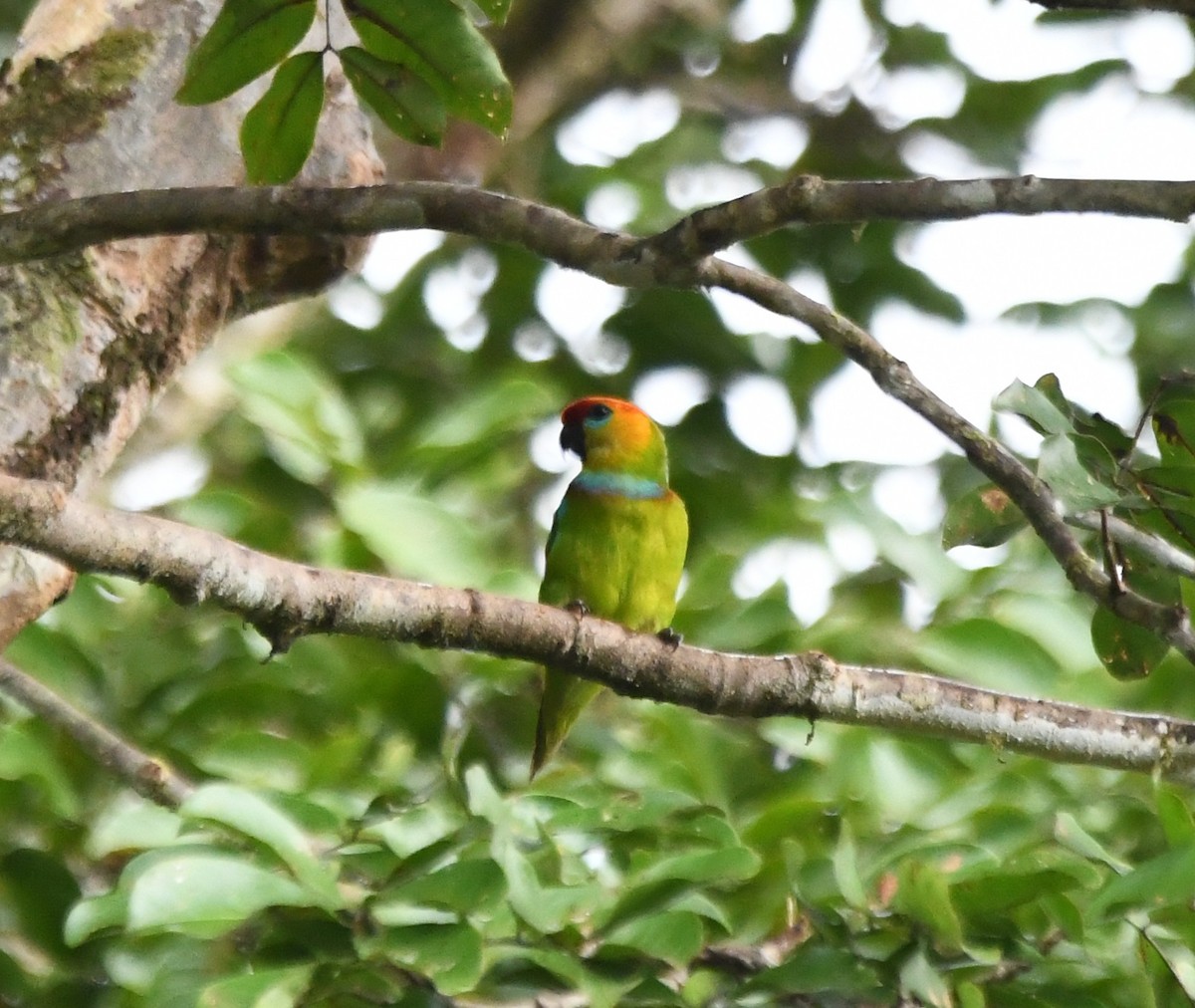 Large Fig-Parrot - ML640306254