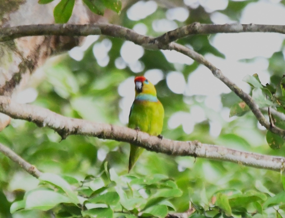 Large Fig-Parrot - ML640306259