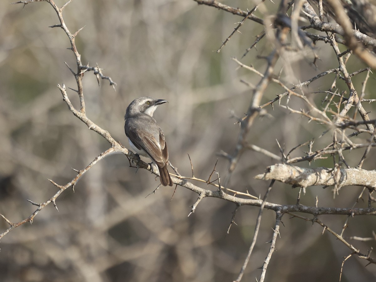 Sri Lanka Woodshrike - ML640306276