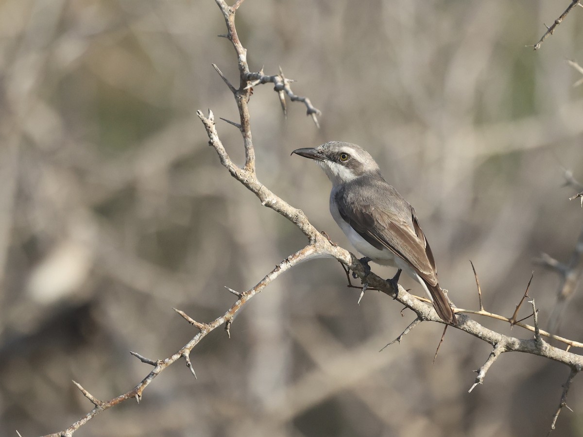 Sri Lanka Woodshrike - ML640306277