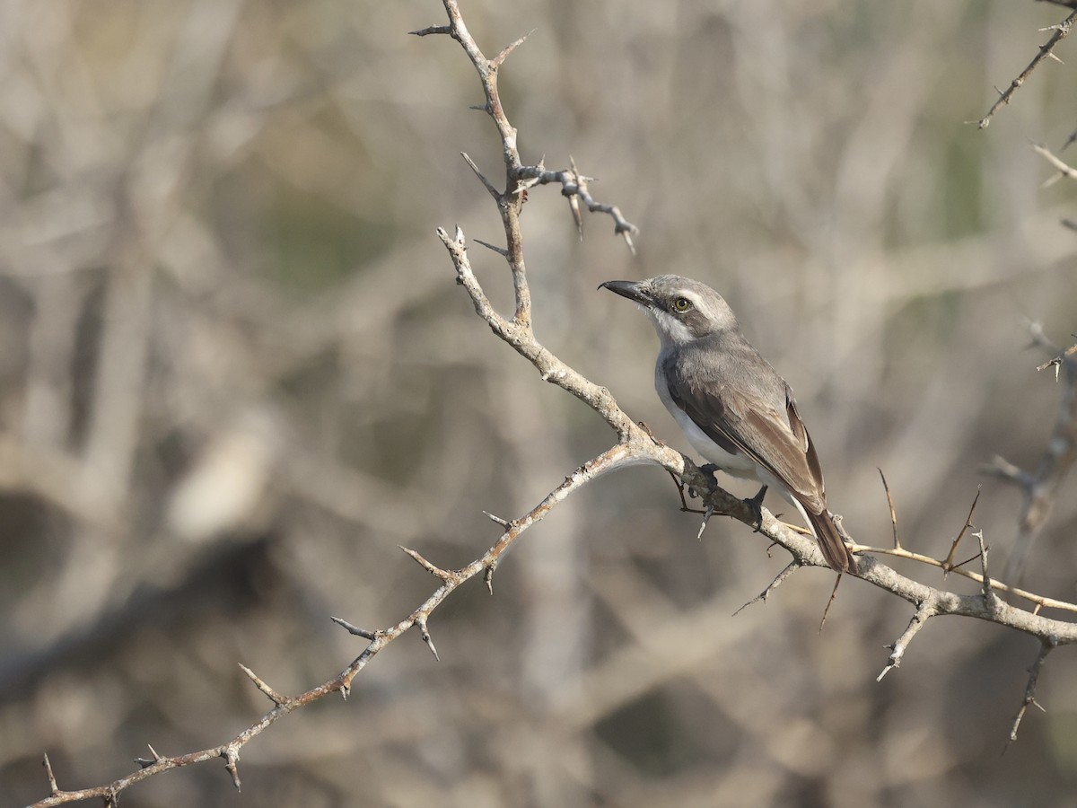 Sri Lanka Woodshrike - ML640306278