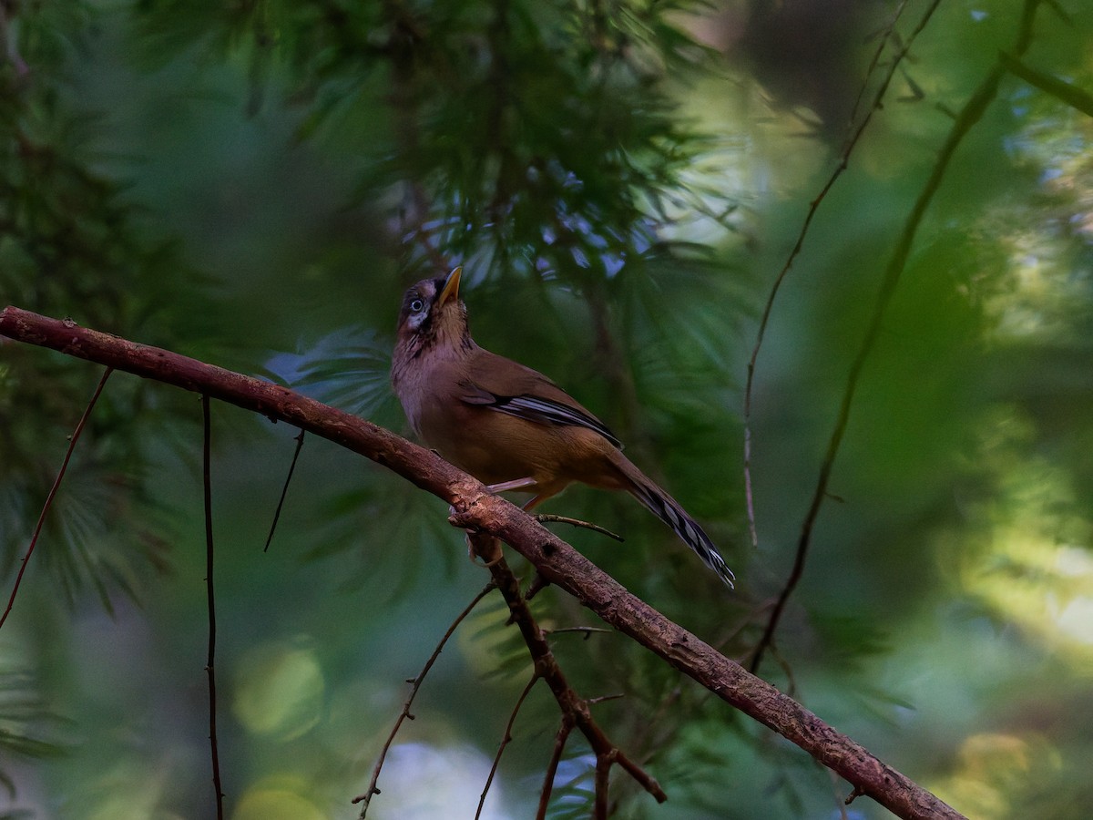 Bıyıklı Gevezeardıç - ML640306427