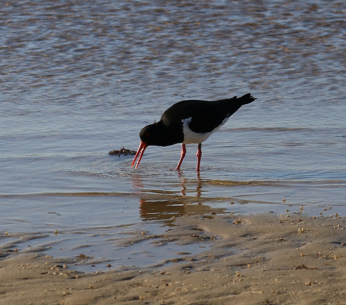 Pied Oystercatcher - ML640306568