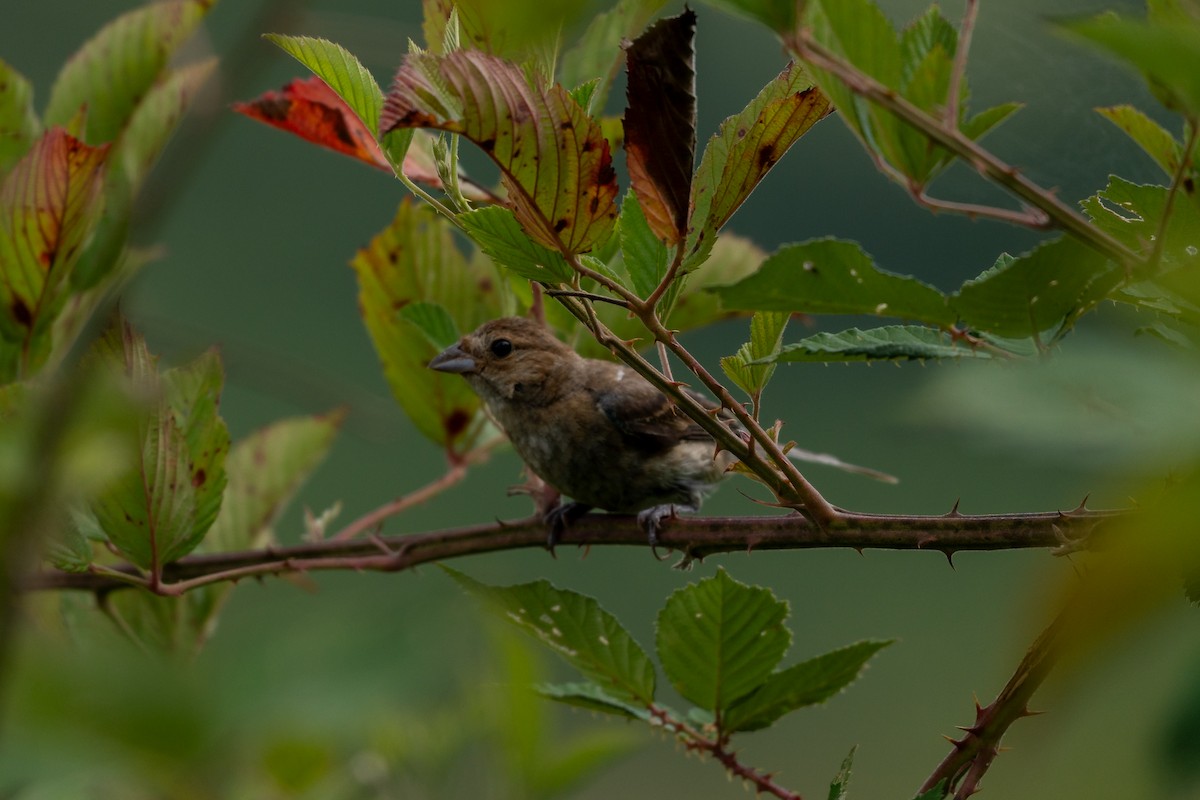 Indigo Bunting - ML640306640