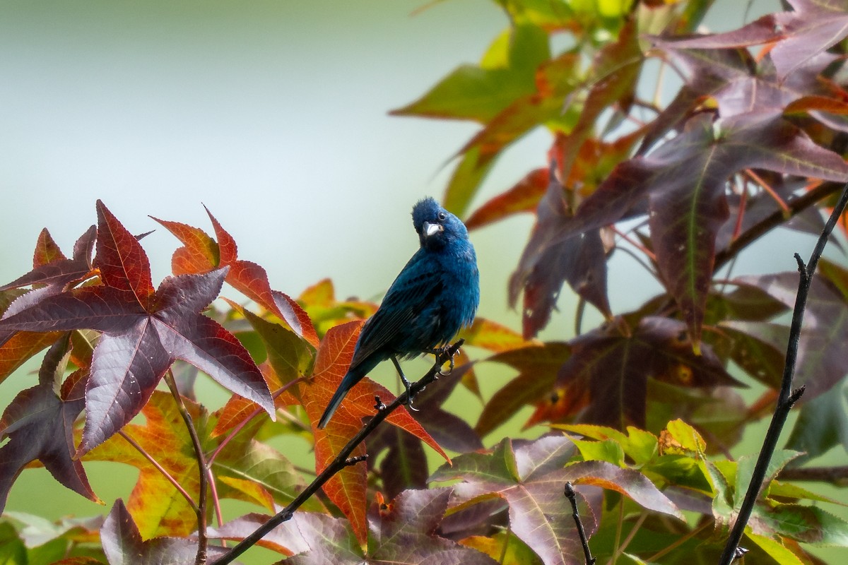 Indigo Bunting - ML640306646