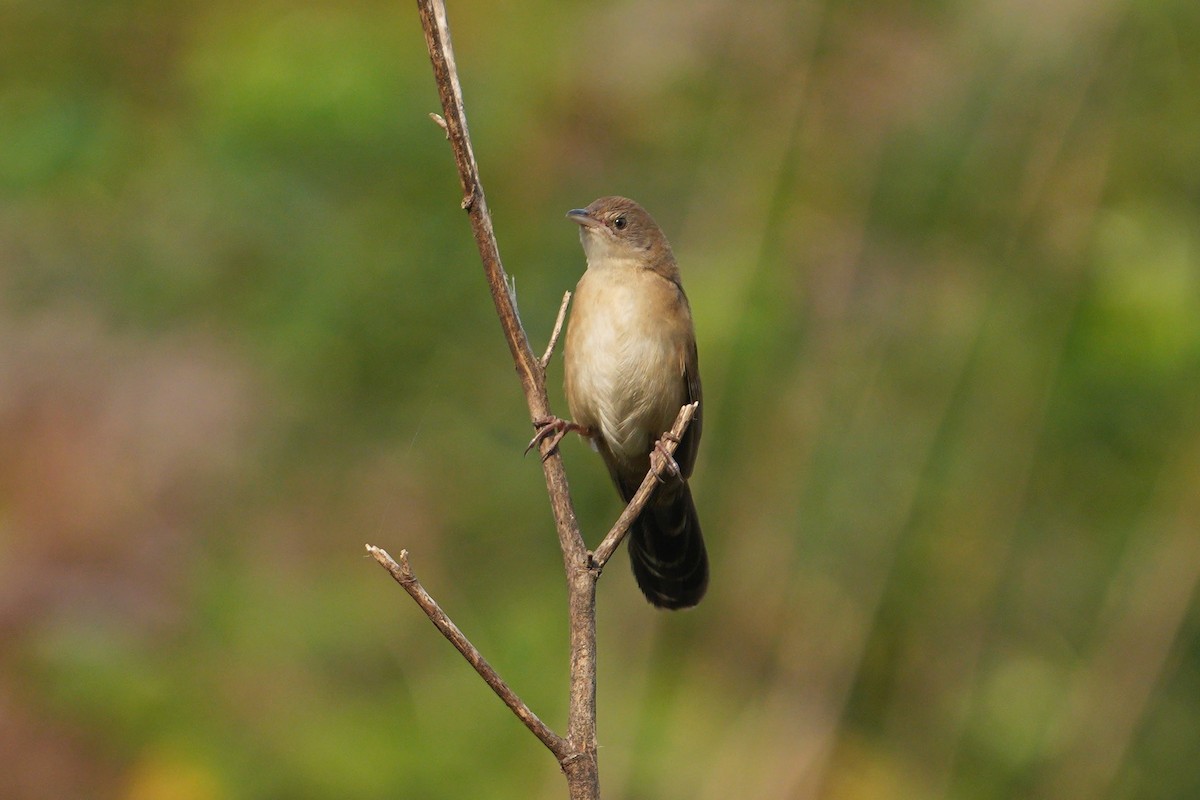 Fan-tailed Grassbird - ML640306670
