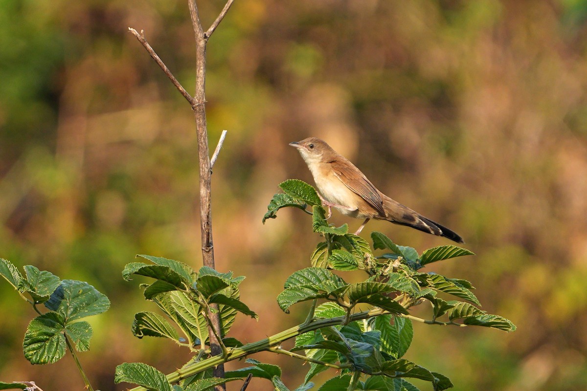 Fan-tailed Grassbird - ML640306671