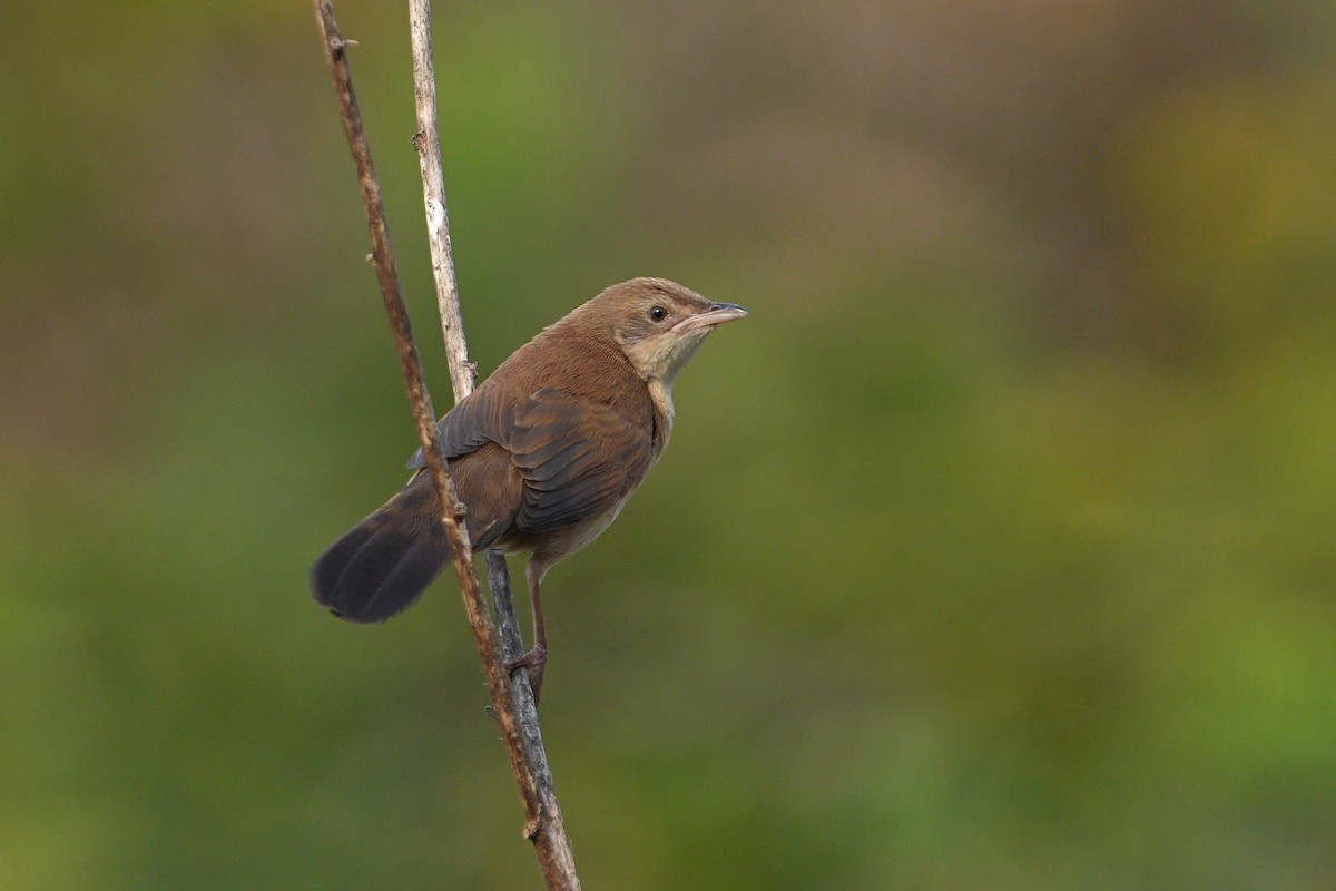 Fan-tailed Grassbird - ML640306672