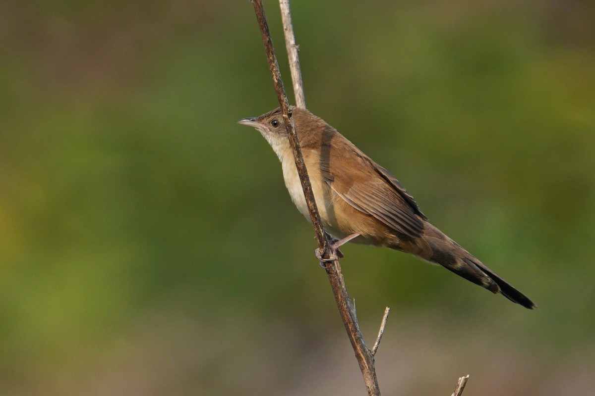 Fan-tailed Grassbird - ML640306673