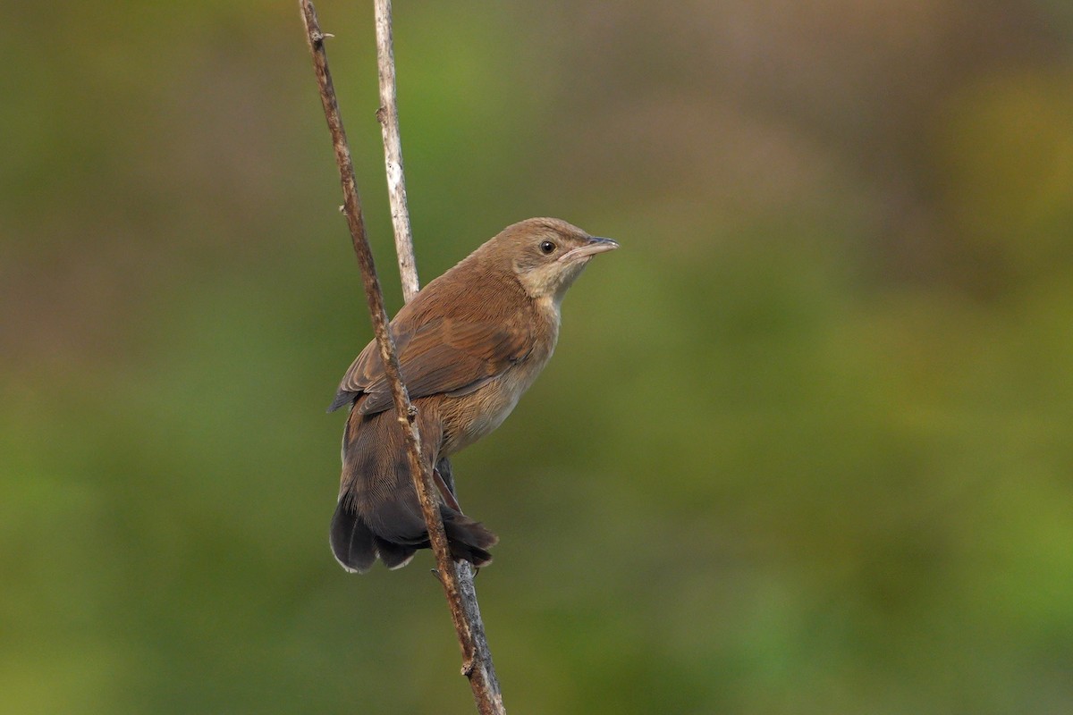 Fan-tailed Grassbird - ML640306674