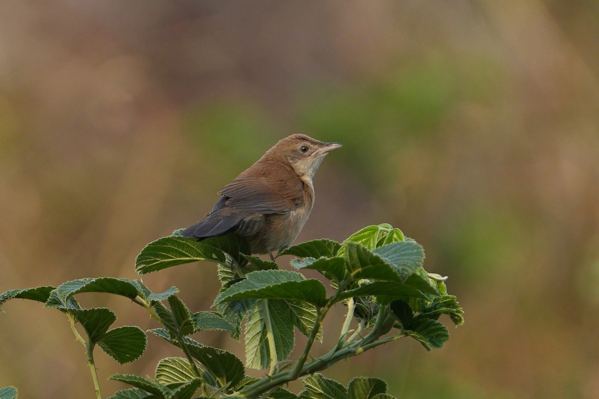 Fan-tailed Grassbird - ML640306675