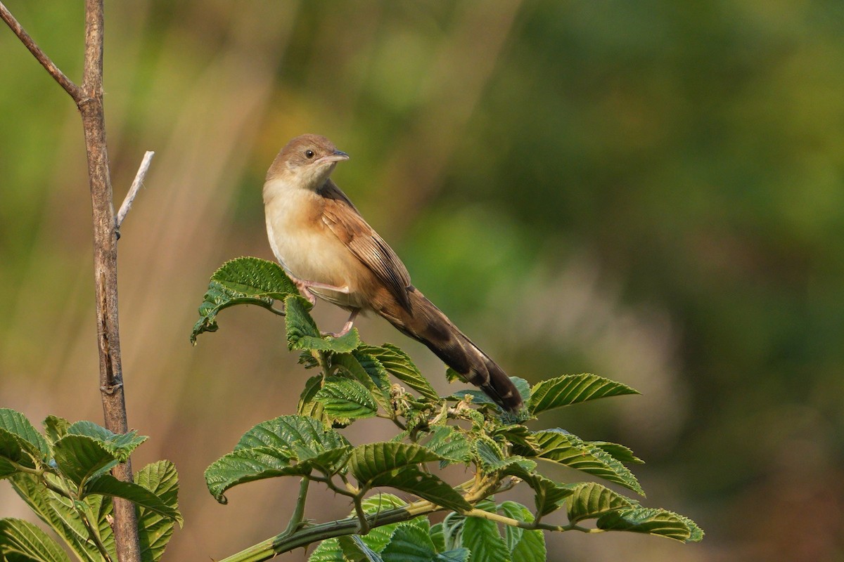 Fan-tailed Grassbird - ML640306676