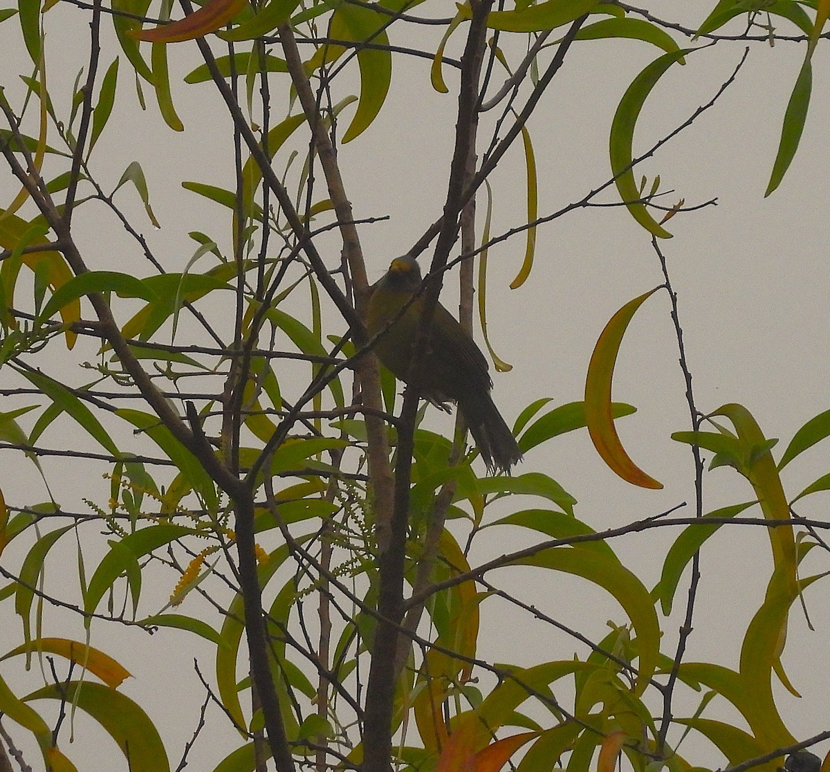 Gray-headed Bulbul - ML640306769
